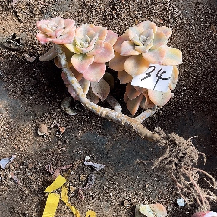 R***8紫乐景34号多肉植物精品