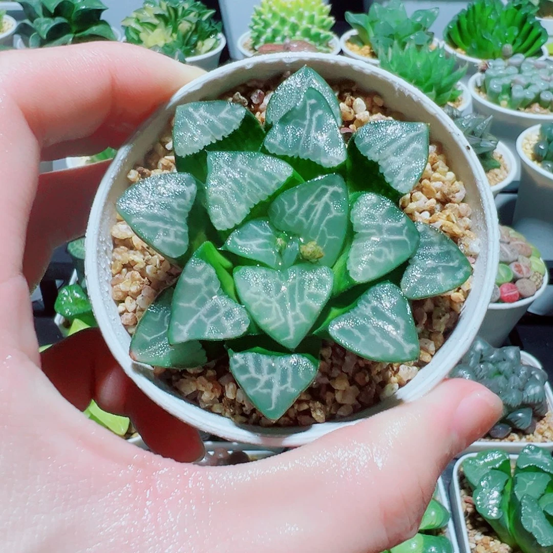 直播间，大黑天克，13.8，666