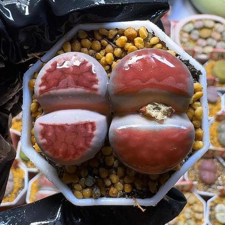 生石花33:：。     79号