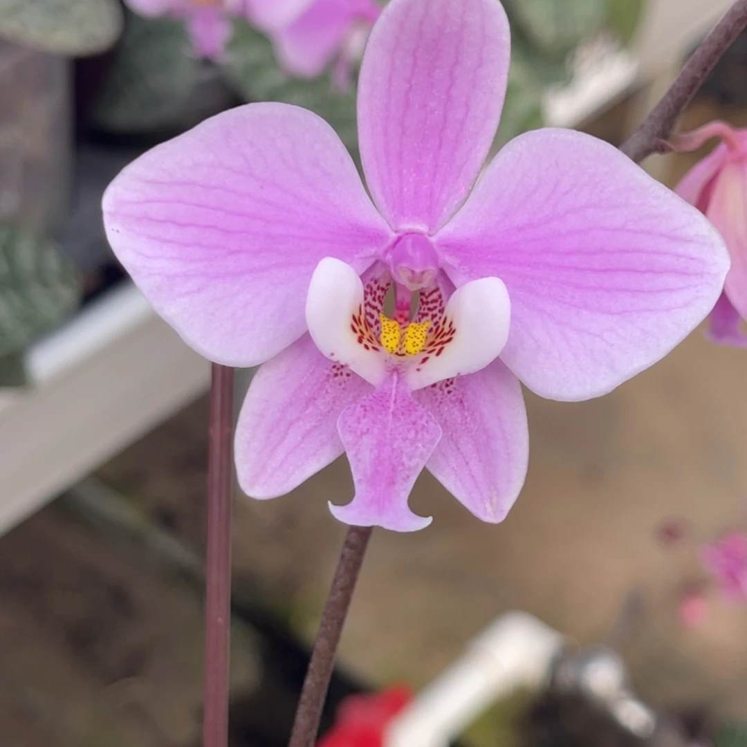 完全开放JG2348-1008