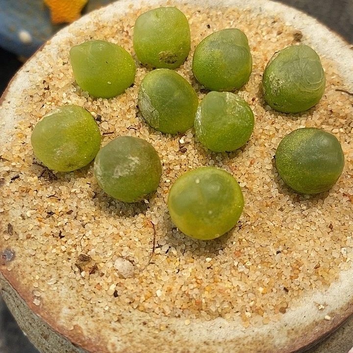 118紫皮拉登一颗。