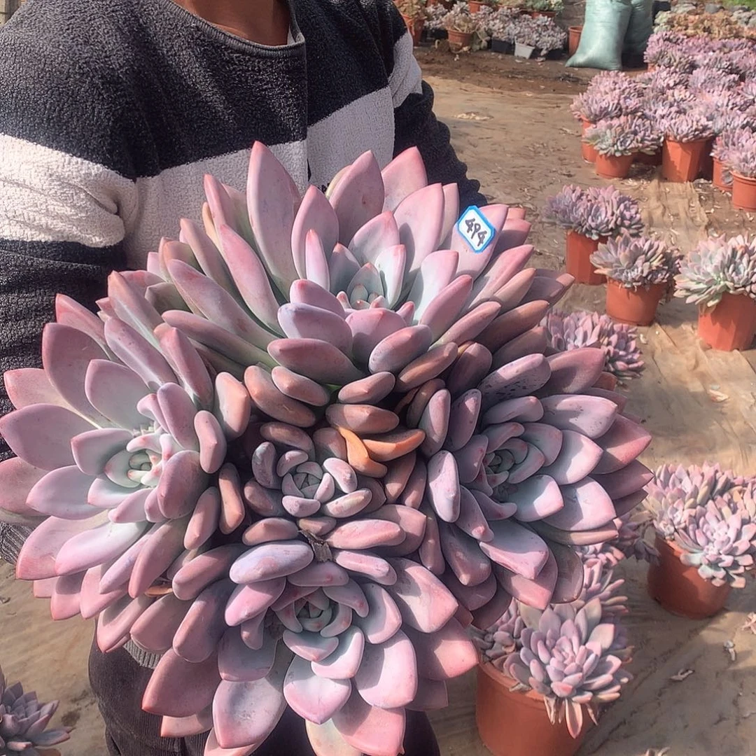 494 奥普 一物一拍多肉