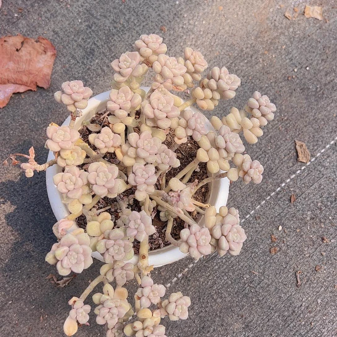 丸叶姬秋丽多头整装老庄