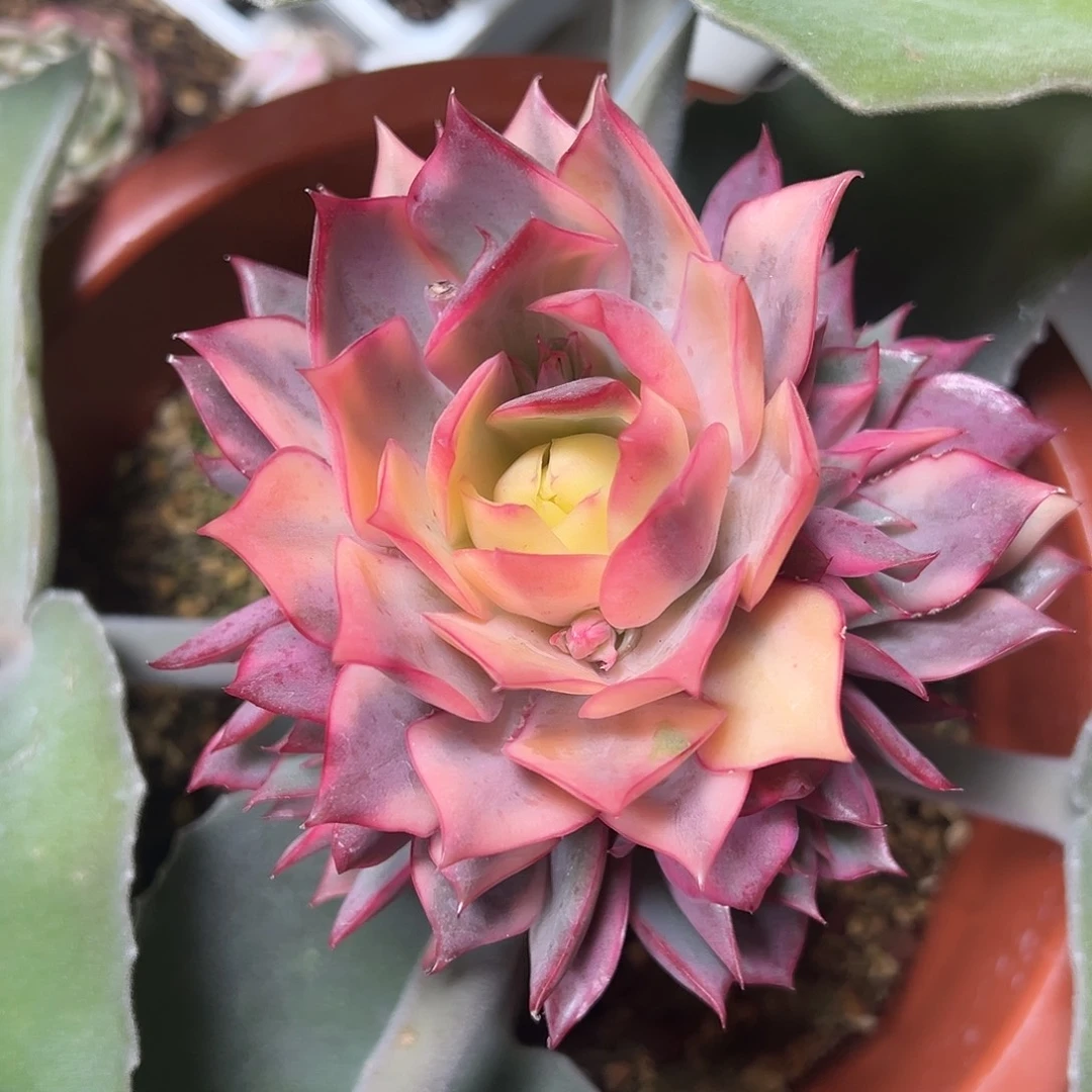 宝莲灯锦嫁接多肉