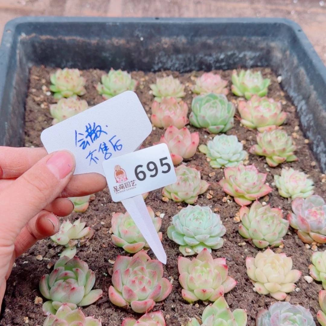 多肉植物多肉植物