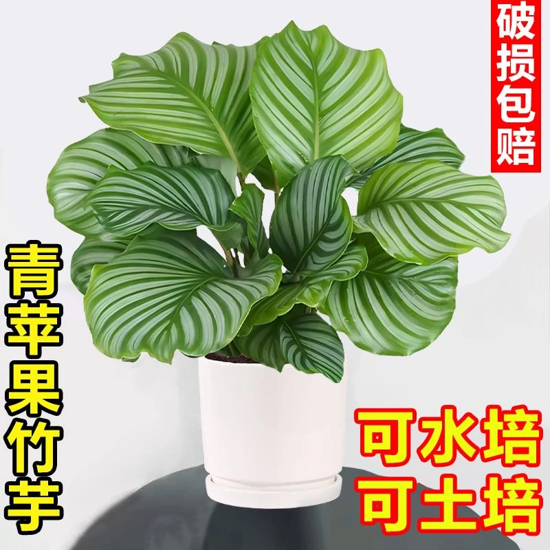 青苹果竹芋花卉盆栽易活四季常青水培室内植物客厅桌面吸甲醛绿植