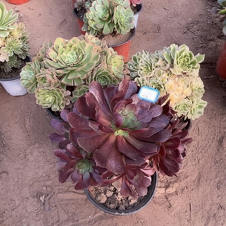 261多肉植物组合，