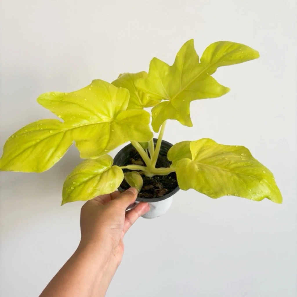 黄春羽蔓绿绒室内绿植可水培可土培四季好养的观叶盆栽