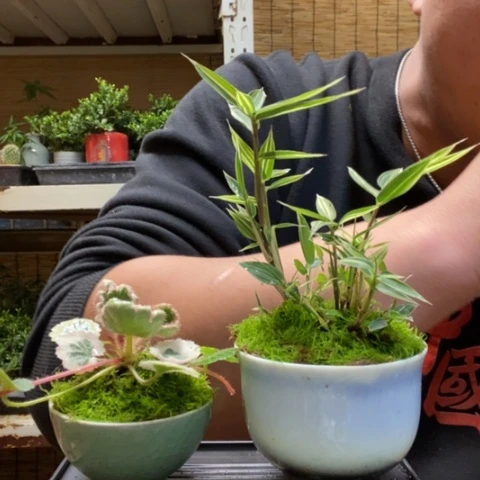 红陶一物一拍所见即所得32