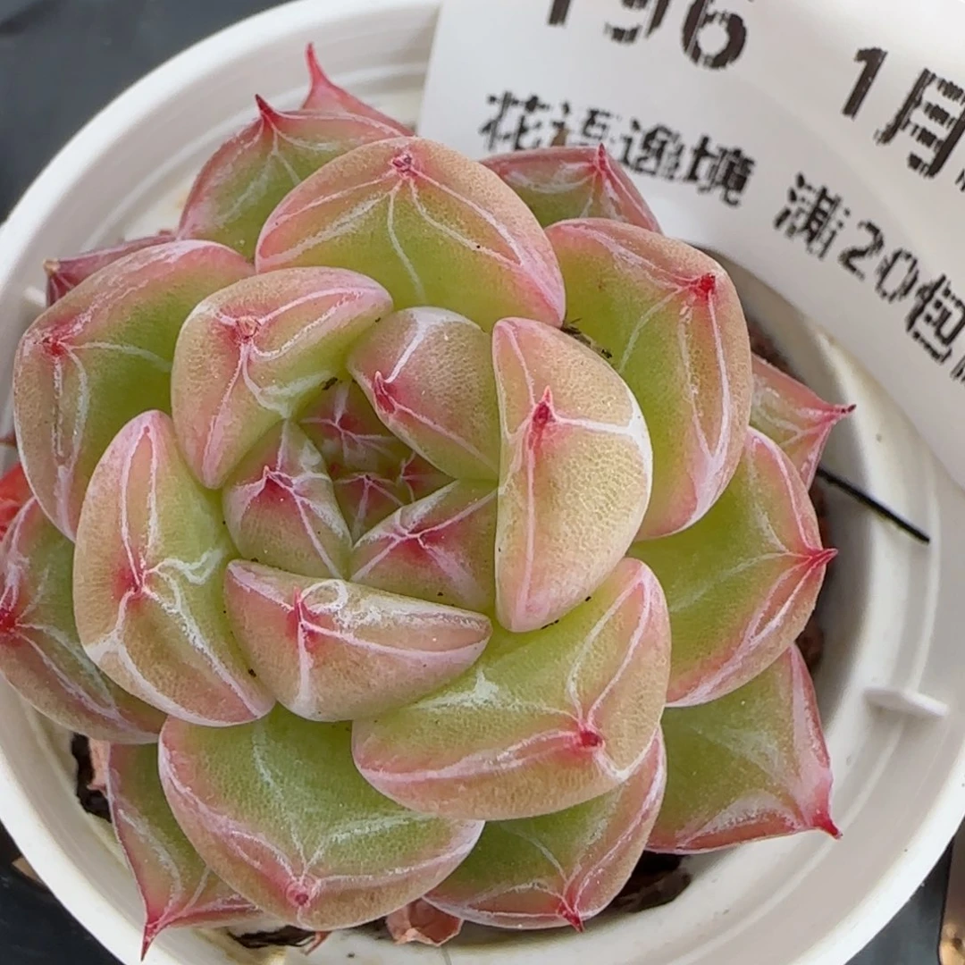 花语逸镜0130-196