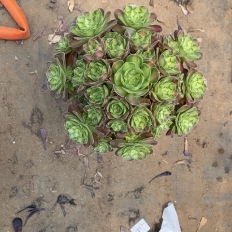 韶华2多肉植物法师f s
