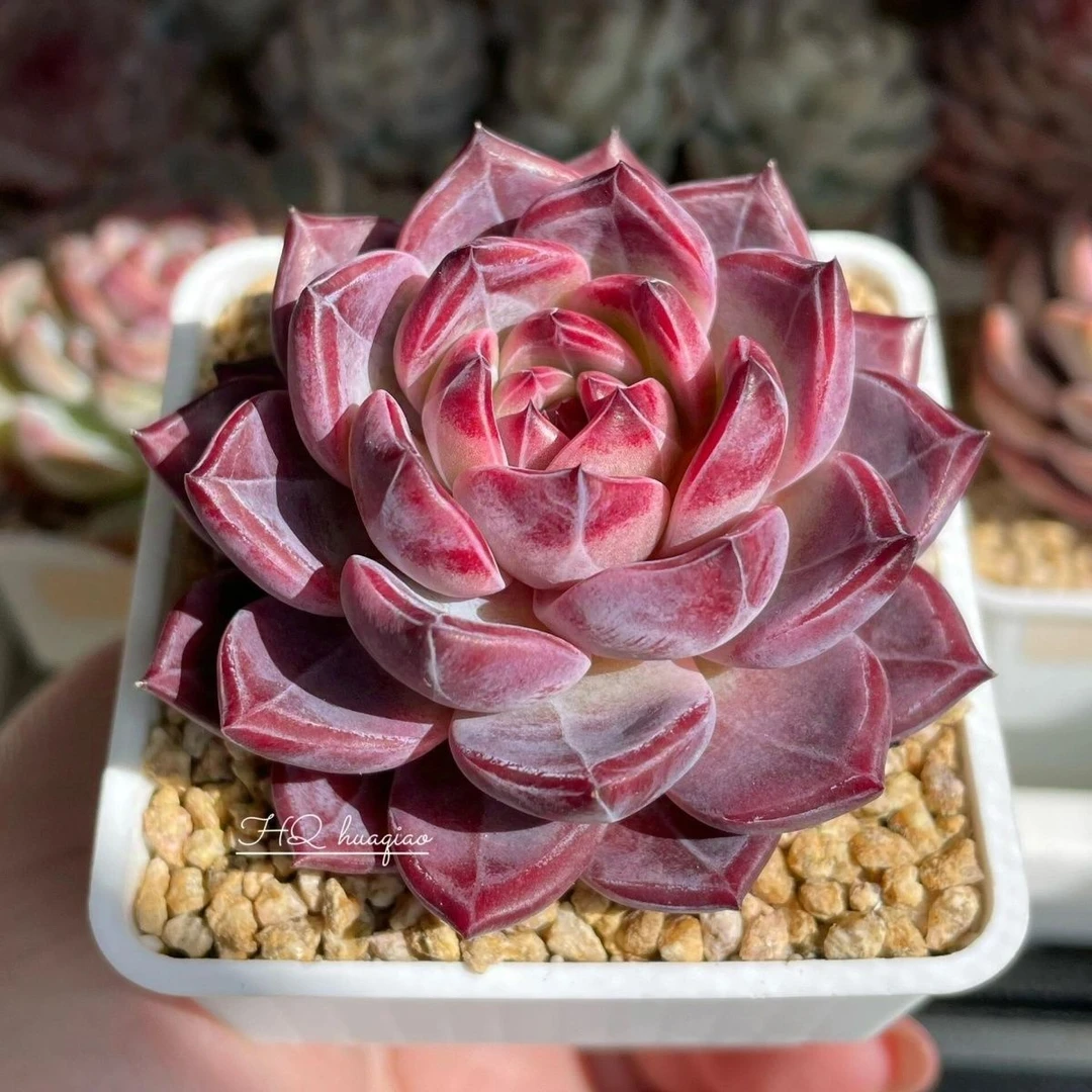 暗纹夜魔侠稀有种（随意两单发货）