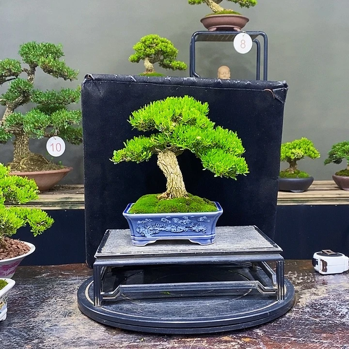 无花朵M黄杨盆景四季常青