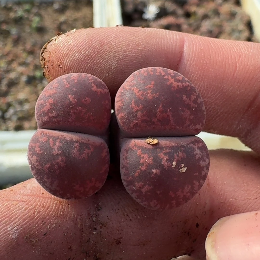 65244541564596448966