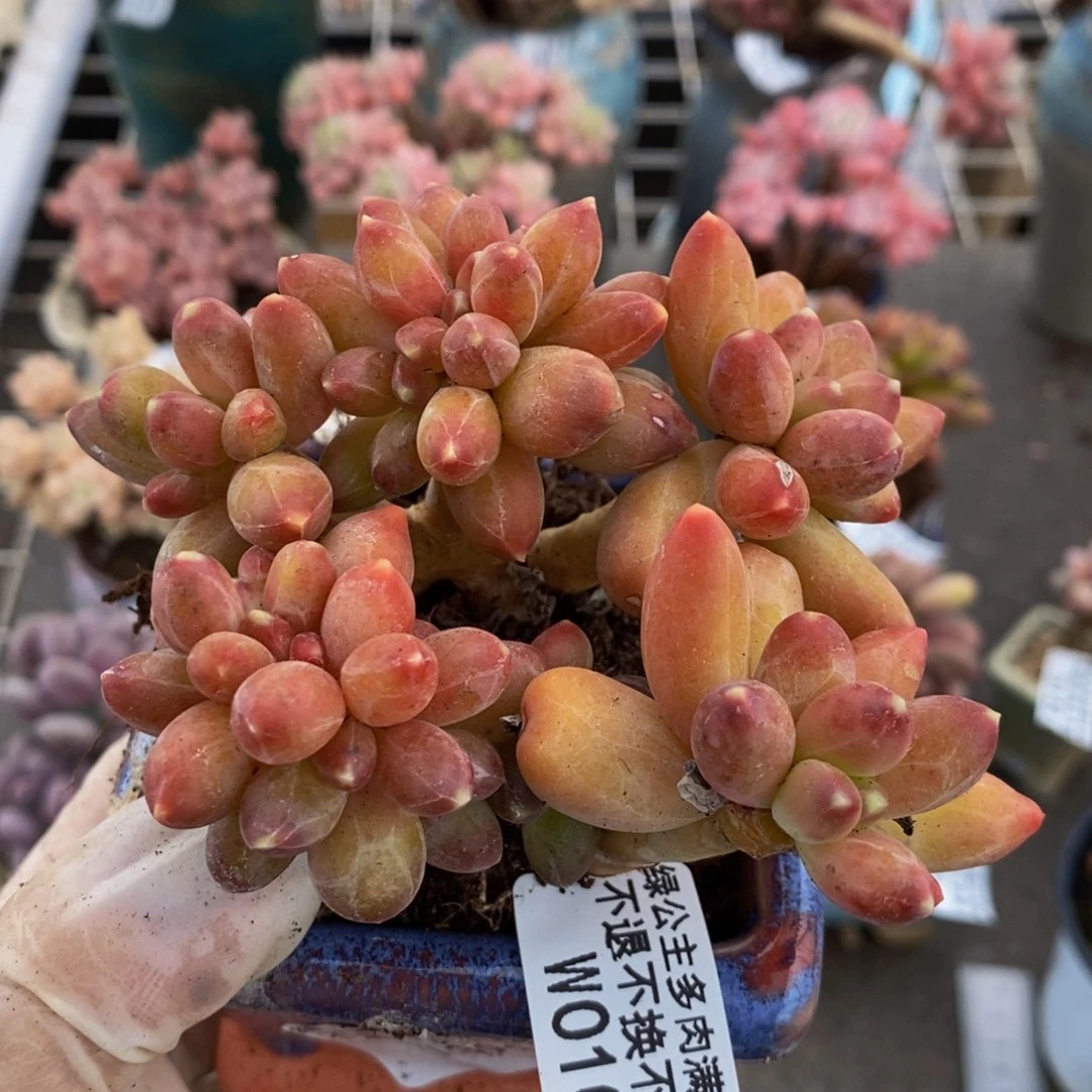 香蕉树缀010/8cm运输掉叶