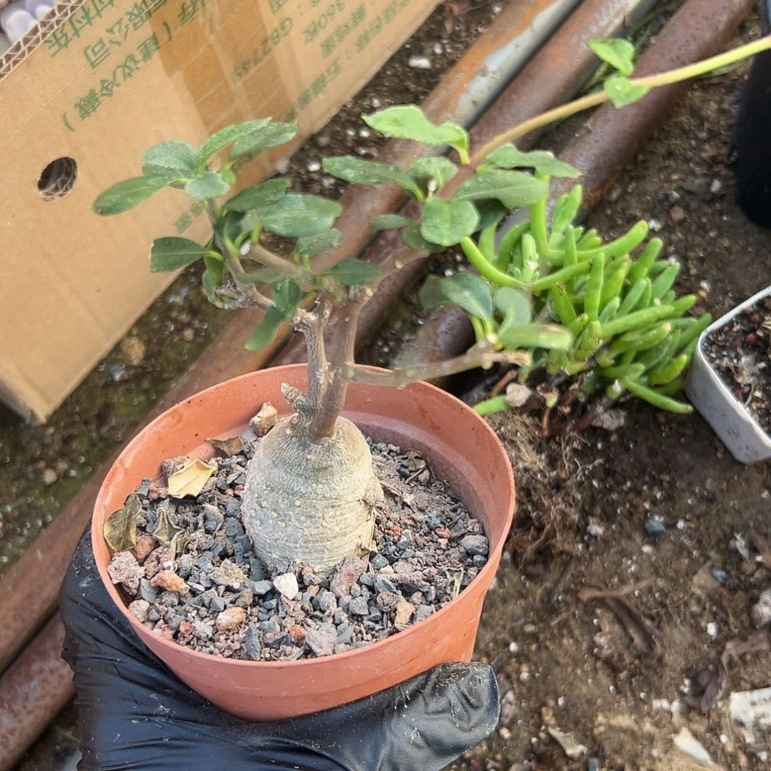 杜呃呃呃呃呃呃呃呃