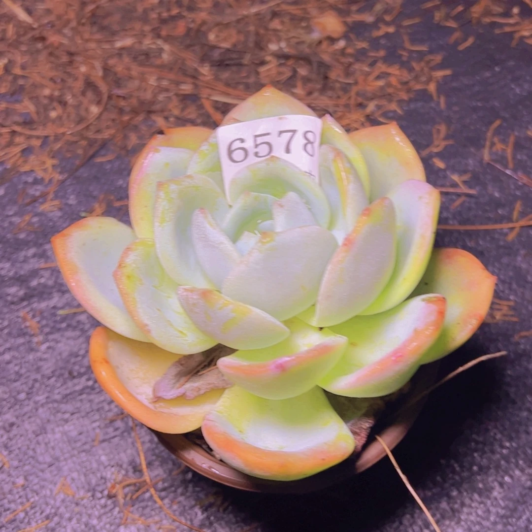 微***何小凤城6578多肉植物