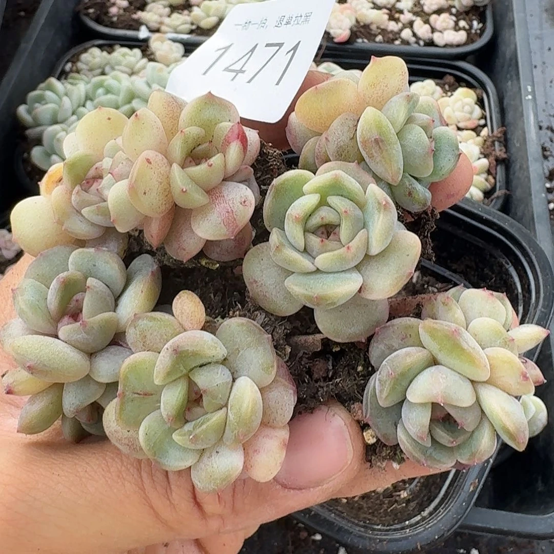 杂交新品珍妮多肉1471