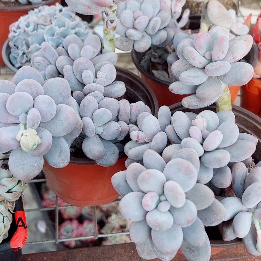 奶酪多头造型精品