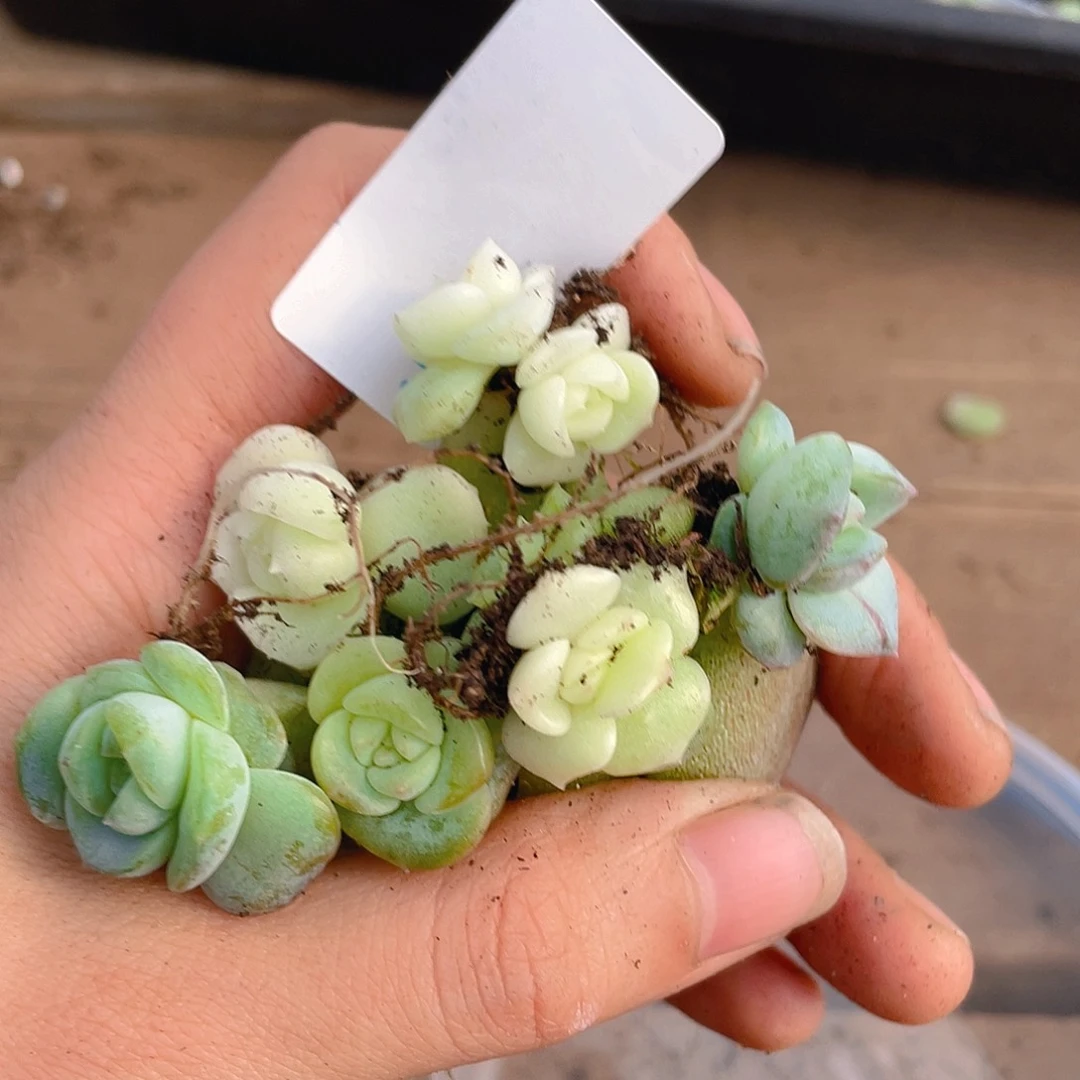 多肉植物多肉植物46