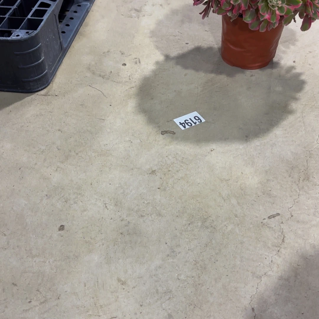 岚****无花朵空包链接11111111