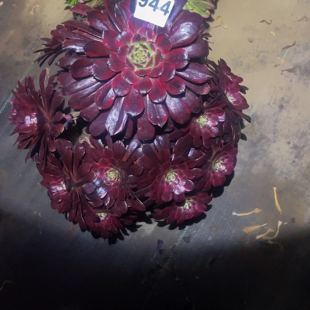 华**艺多肉法师944号墨颜发货不包损