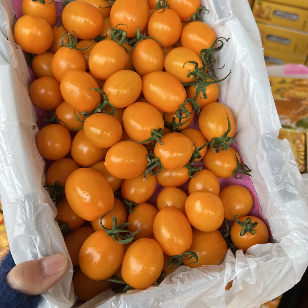 [香芒皇后]广东电白新鲜采摘细腻多汁新鲜小番茄广东省