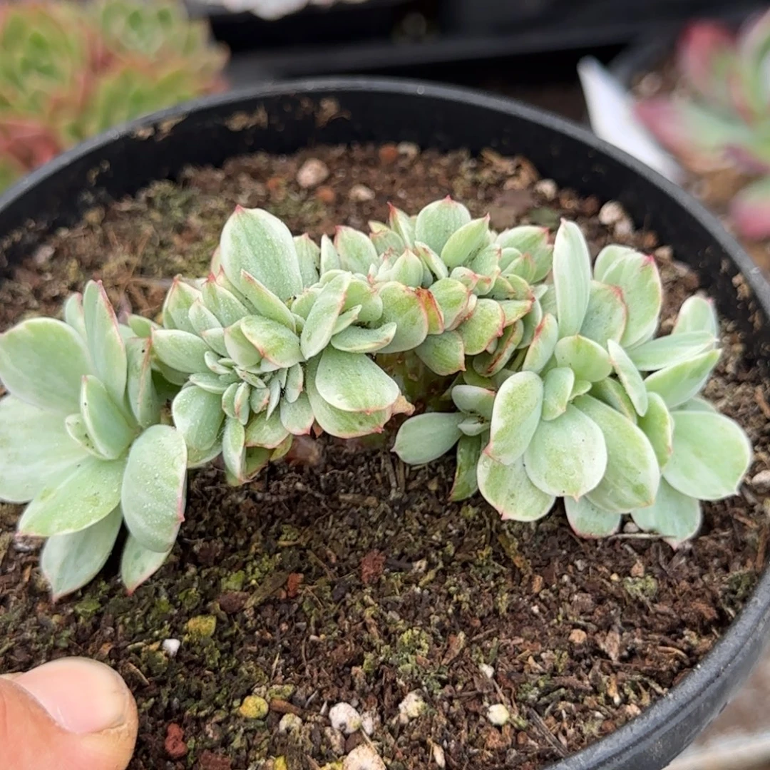 鸡蛋碧桃锦缀惊鸿一物一拍包装收缩花旱
