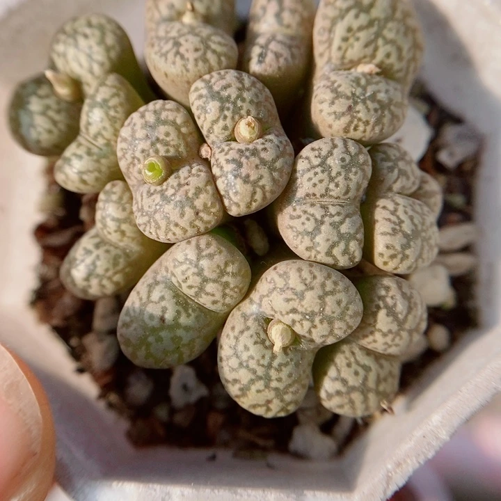 生石花花花花花花花201