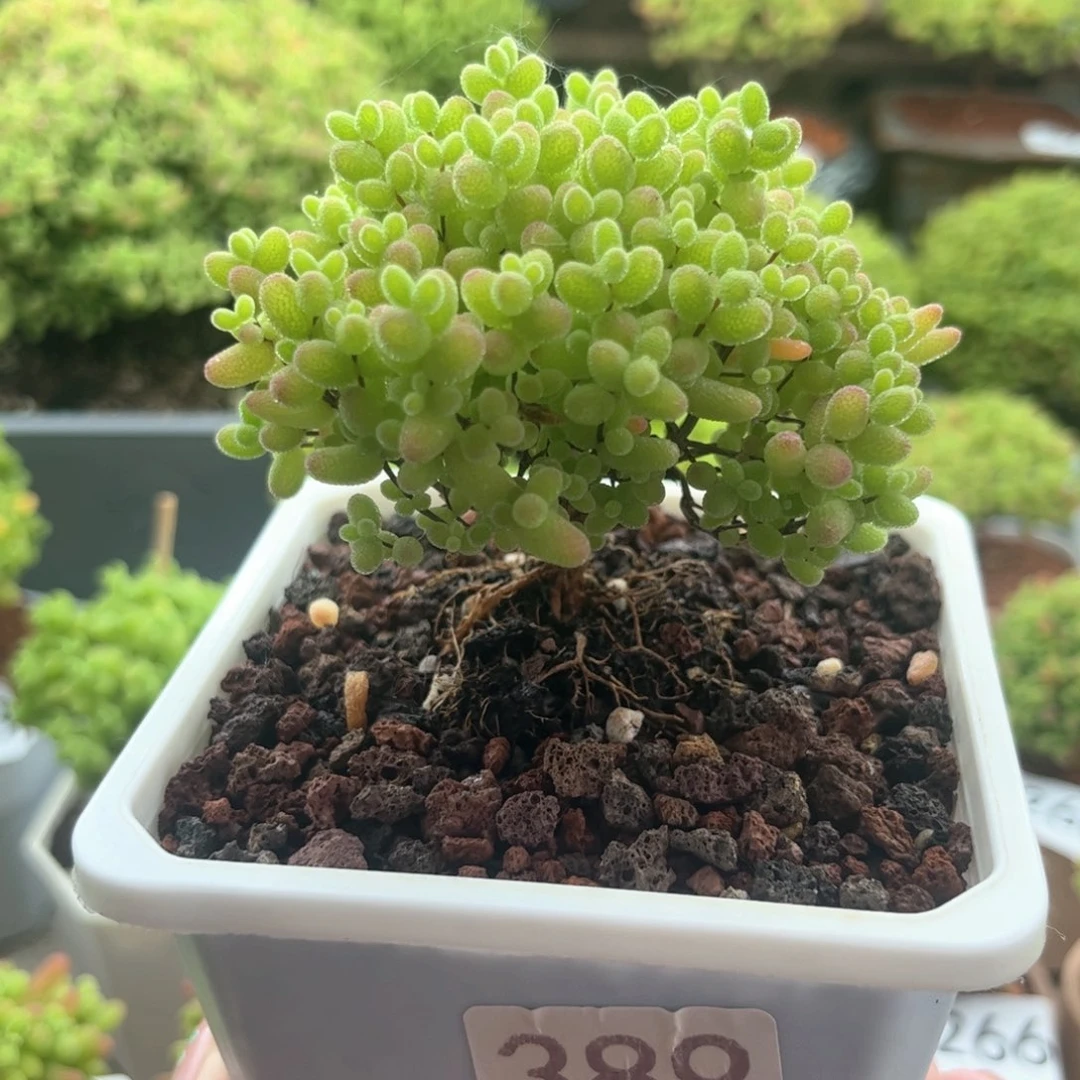 无花朵389蜜桔可爱多肉植物