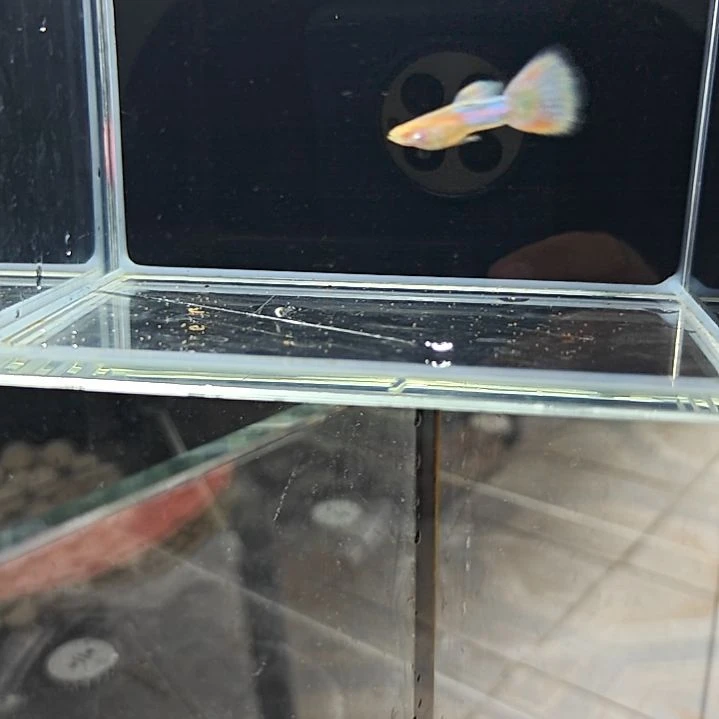 孔雀鱼淡水孔雀鱼天使彩虹一对