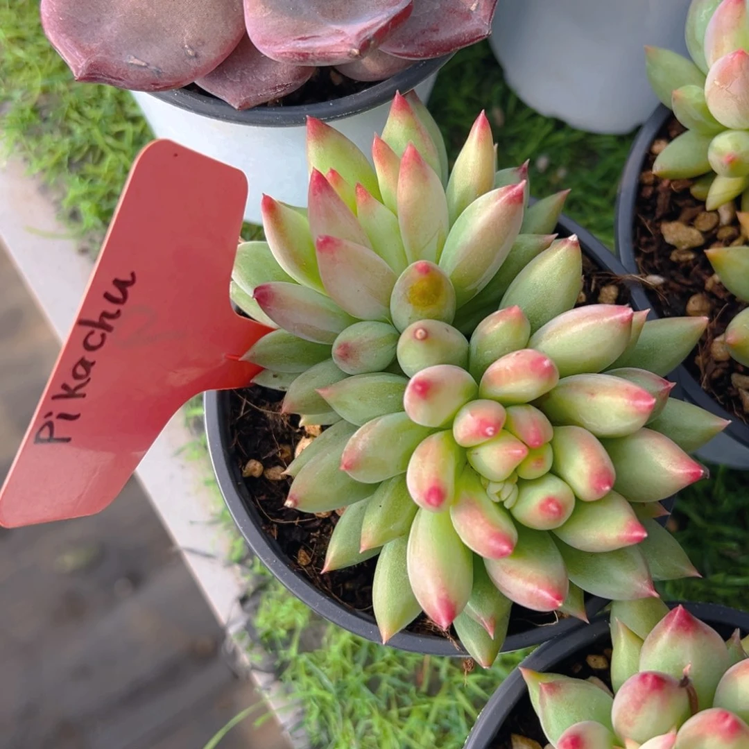 福利来啦打榜啦打榜啦