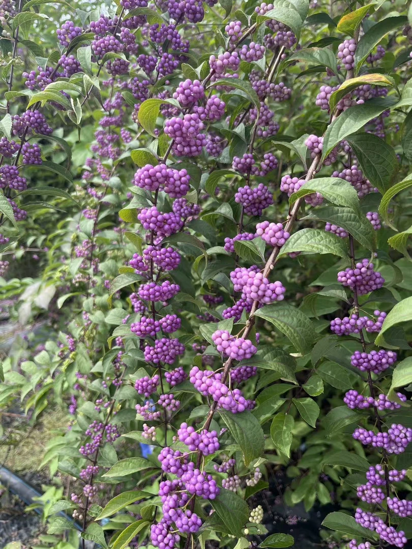 提根 拍一发三 不带果 紫珠盆栽耐热耐寒庭院阳台易养护植物