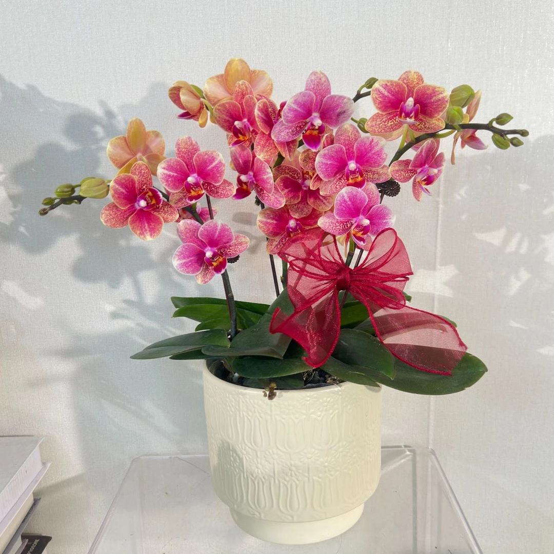 【金蝶-组盆（蜡质花）】（橙红系））桌面花型易养耐开蝴蝶兰花卉盆栽