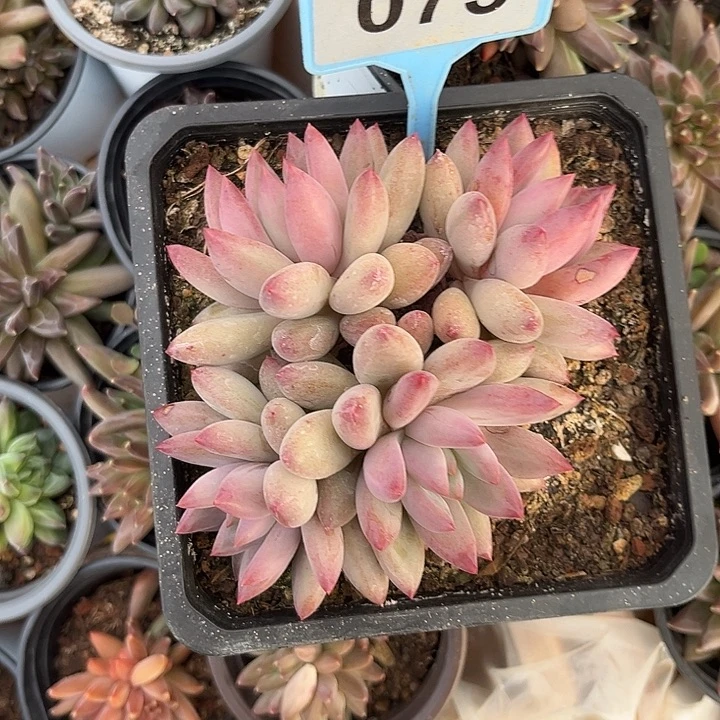多肉植物虞美人群073