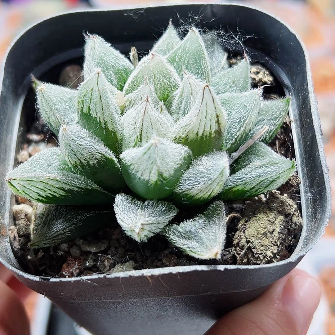 十二卷多肉白狐狸