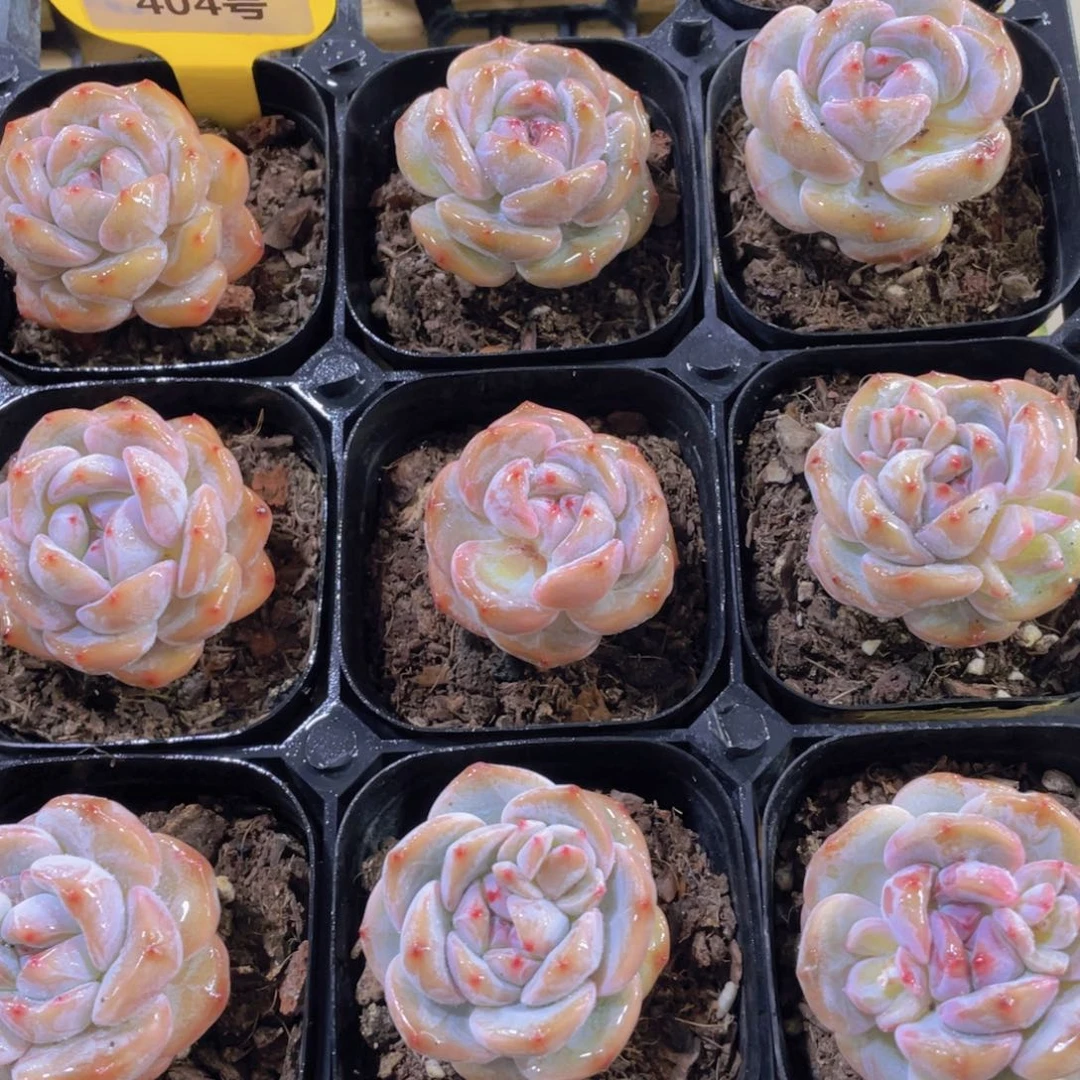 404号 糖心石榴籽星影捡漏两个