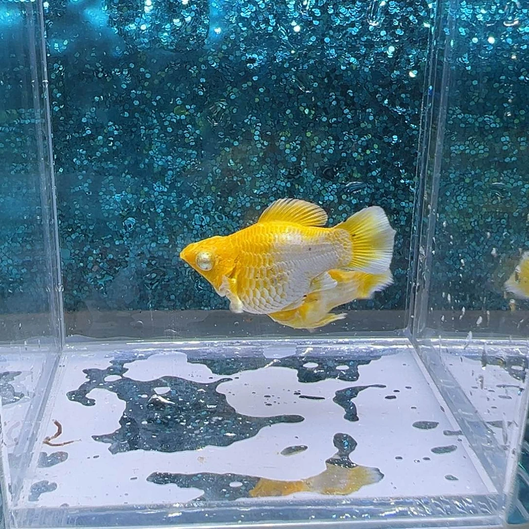 黑玛丽鱼柠檬黄玛丽一对