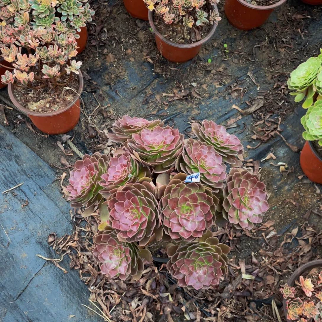 洛***店40鲜花老桩红玫瑰鲜花老桩
