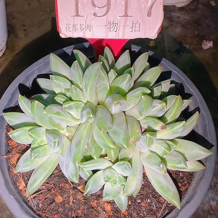翻叶美人1917多肉植物