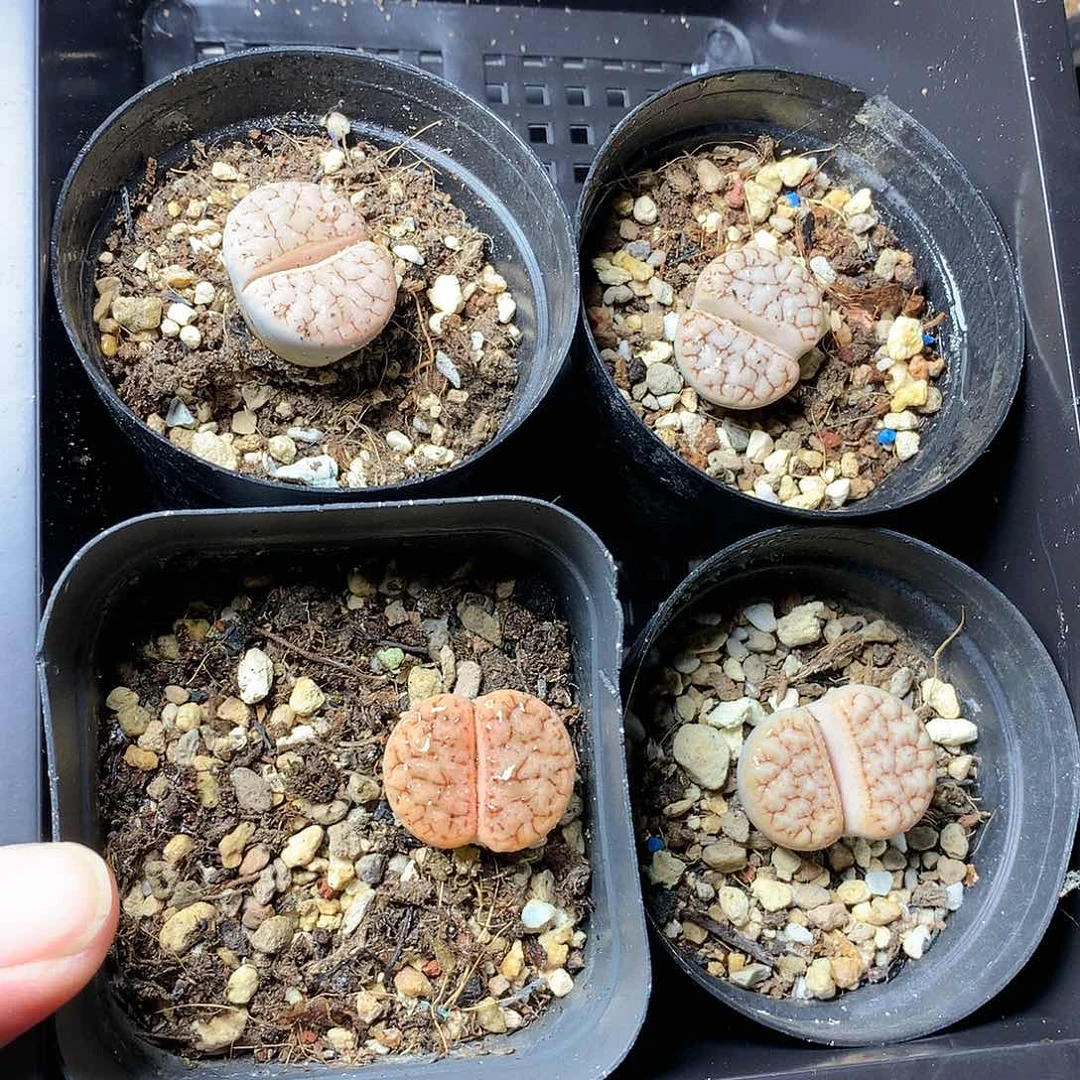 W188多肉植物保护