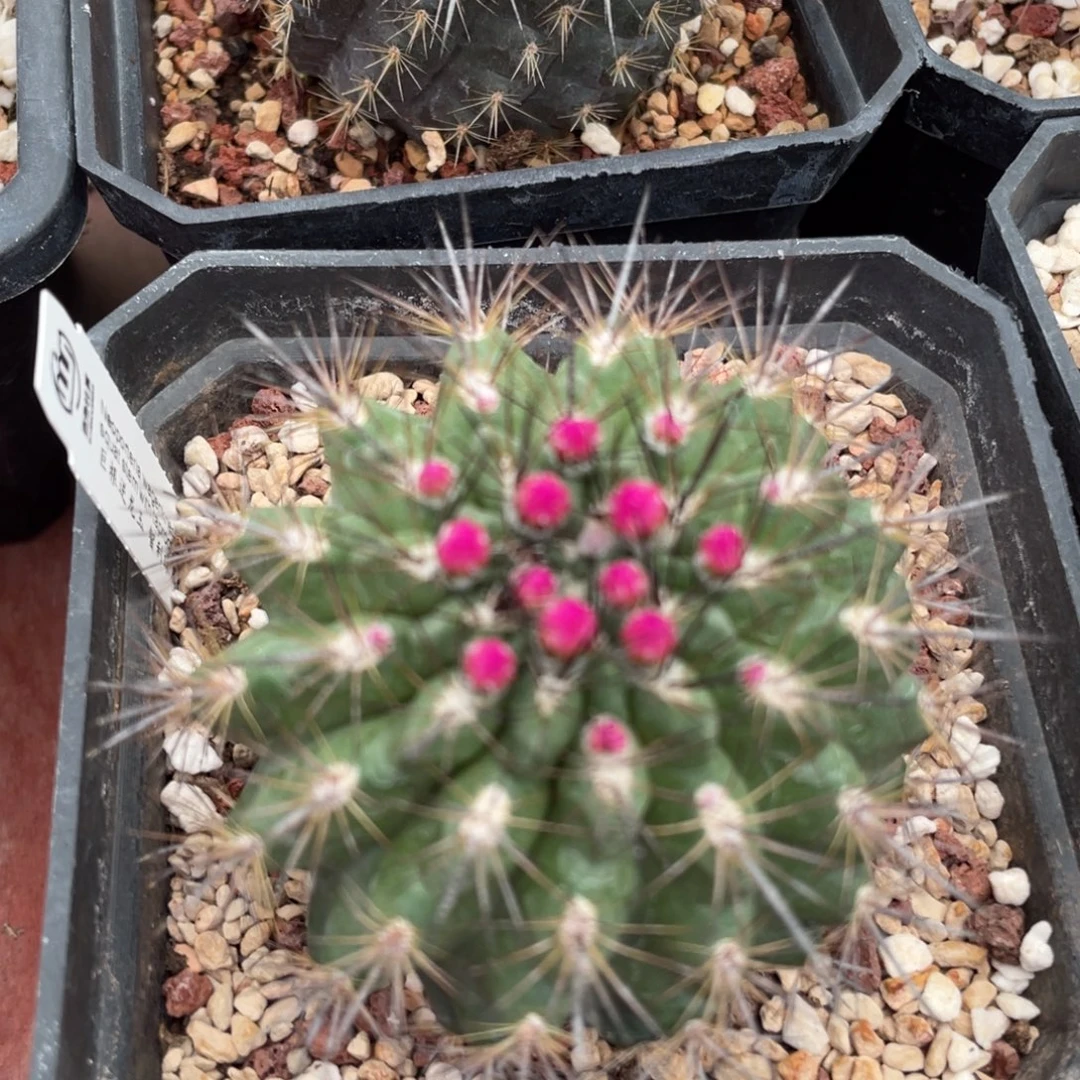 鹿角柱实生仙人球巨根逆龙玉