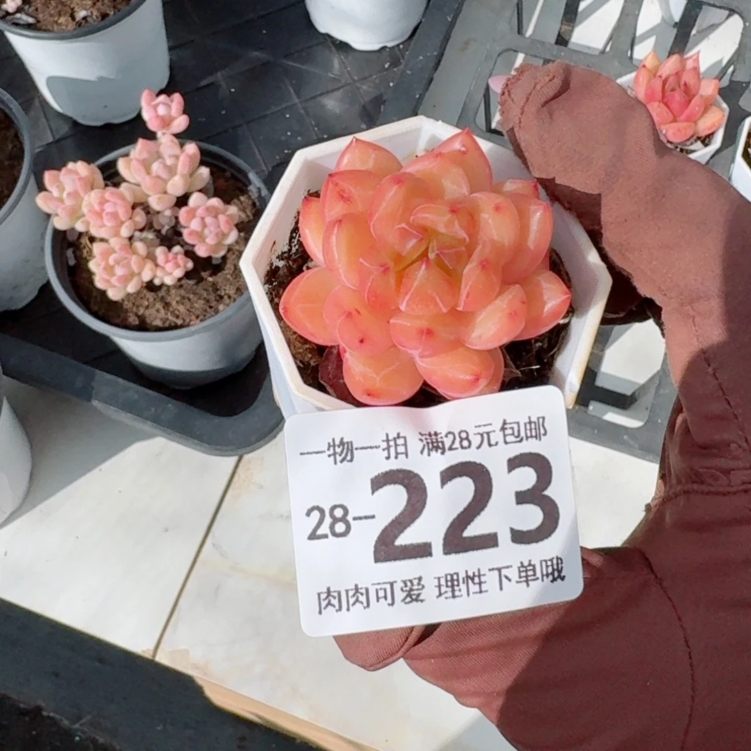 香槟杂无盆土发货无盆土发货无