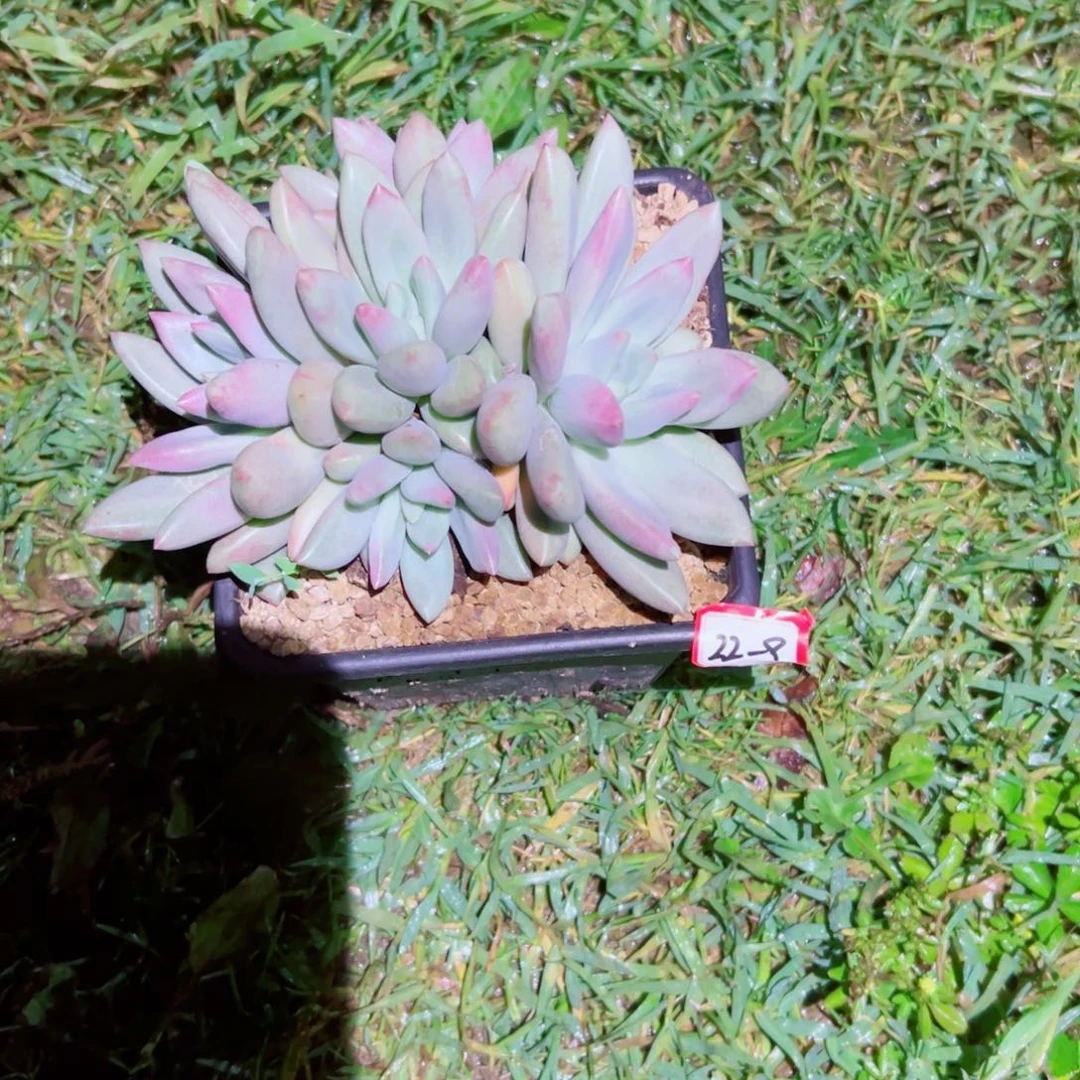 魔*精品多肉植物老桩