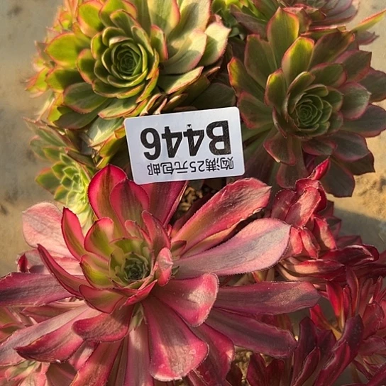 红*豆多肉植物两个