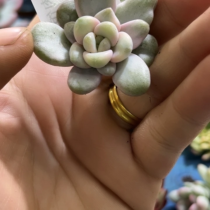 781花斑鹿腹轮锦炸带根