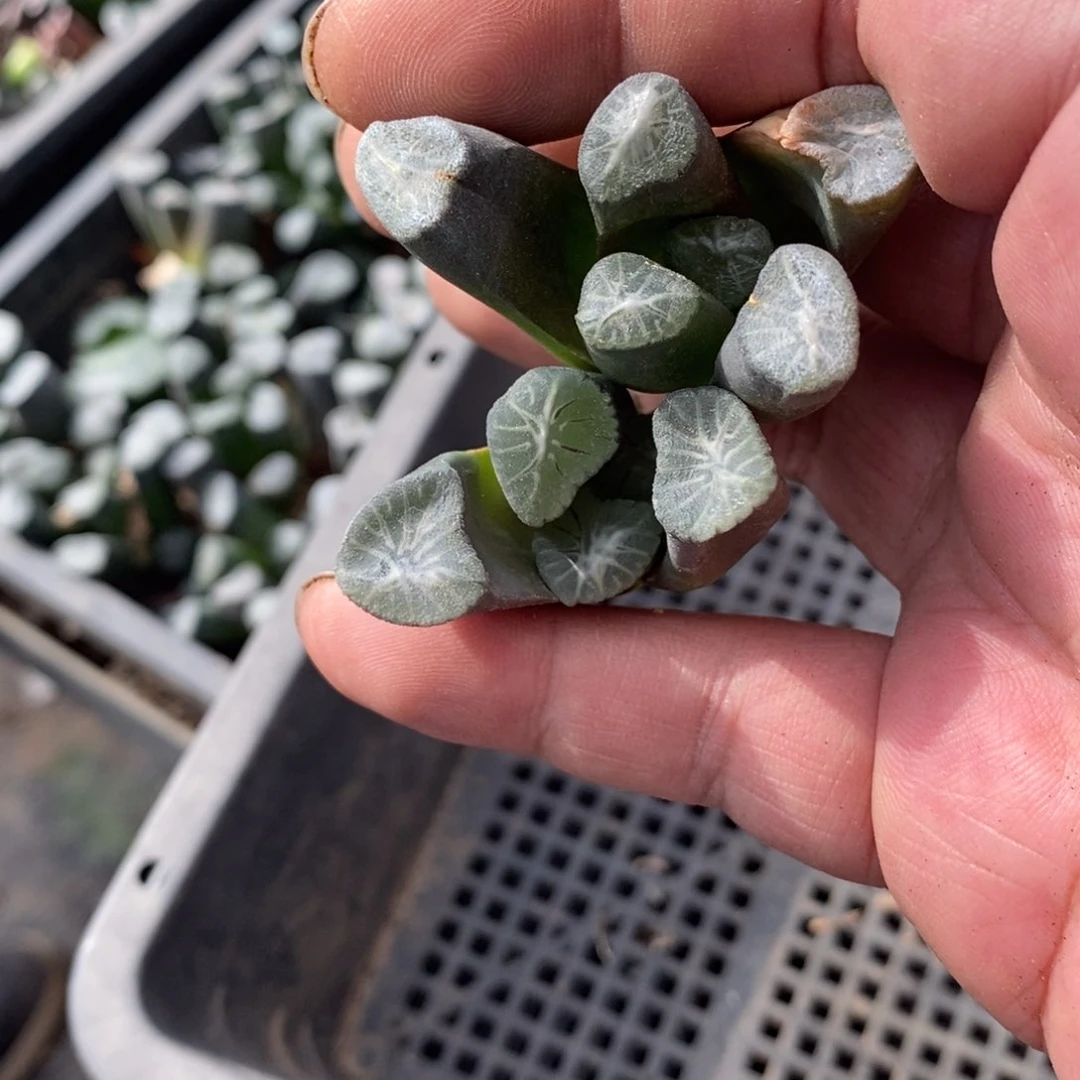 464 一颗万象 超级福利