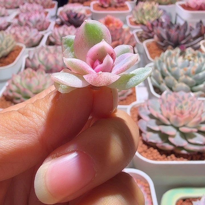 紫水晶锦多肉植物