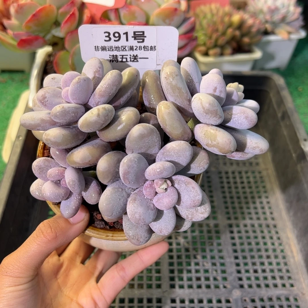 表妹精品多肉植物391.