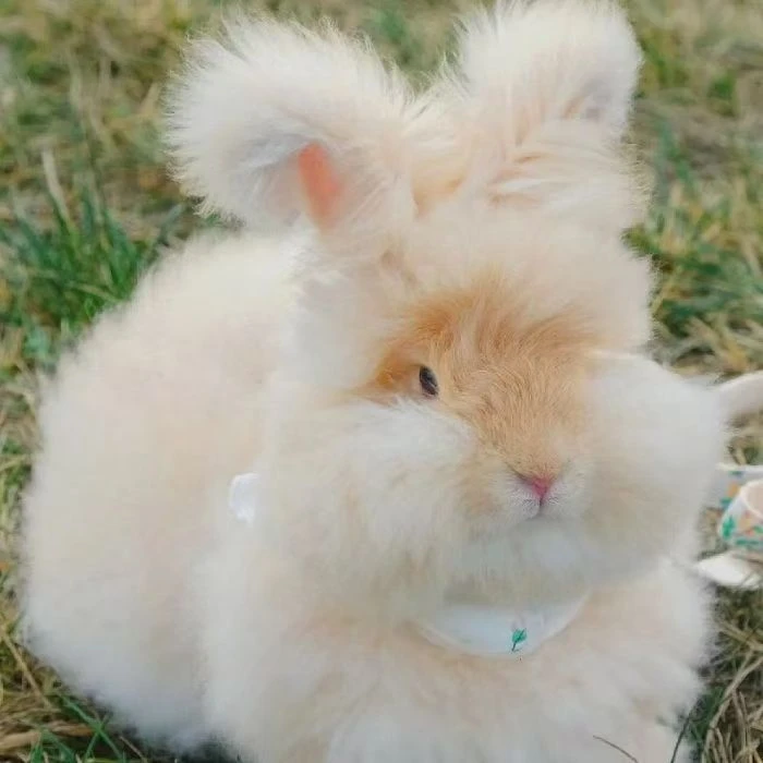 网红安哥拉兔子活物宠物长毛兔